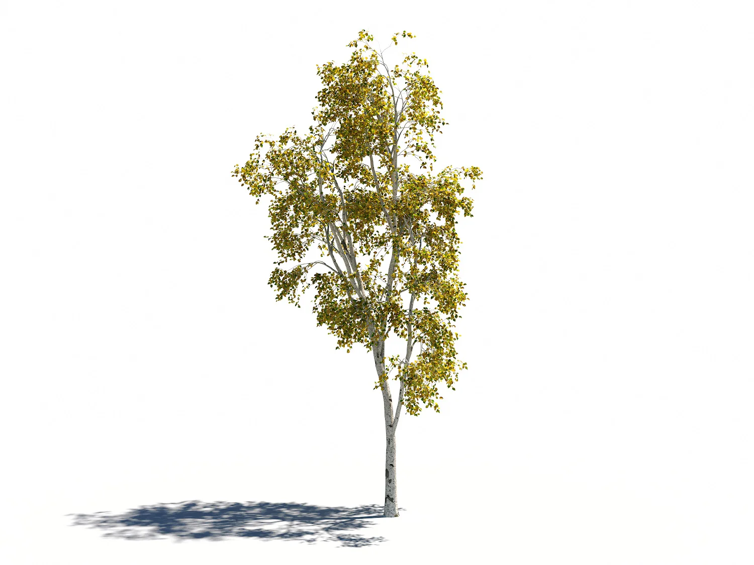 Birch Trees Set - Image 3