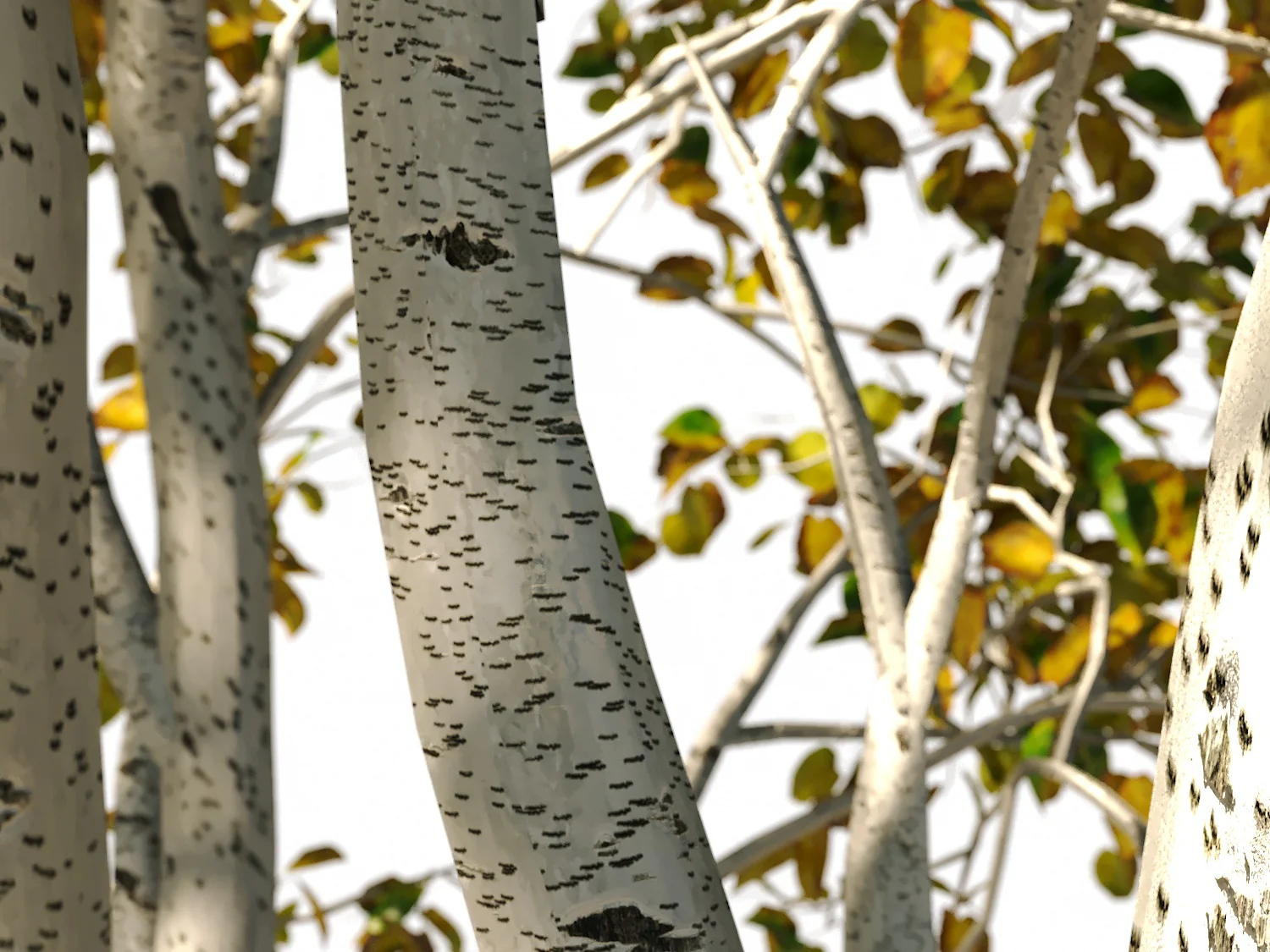 Birch Trees Set - Image 4