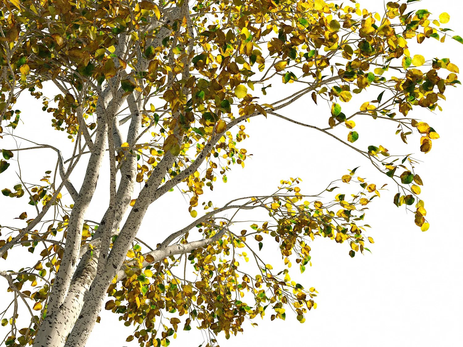 Birch Trees Set - Image 5