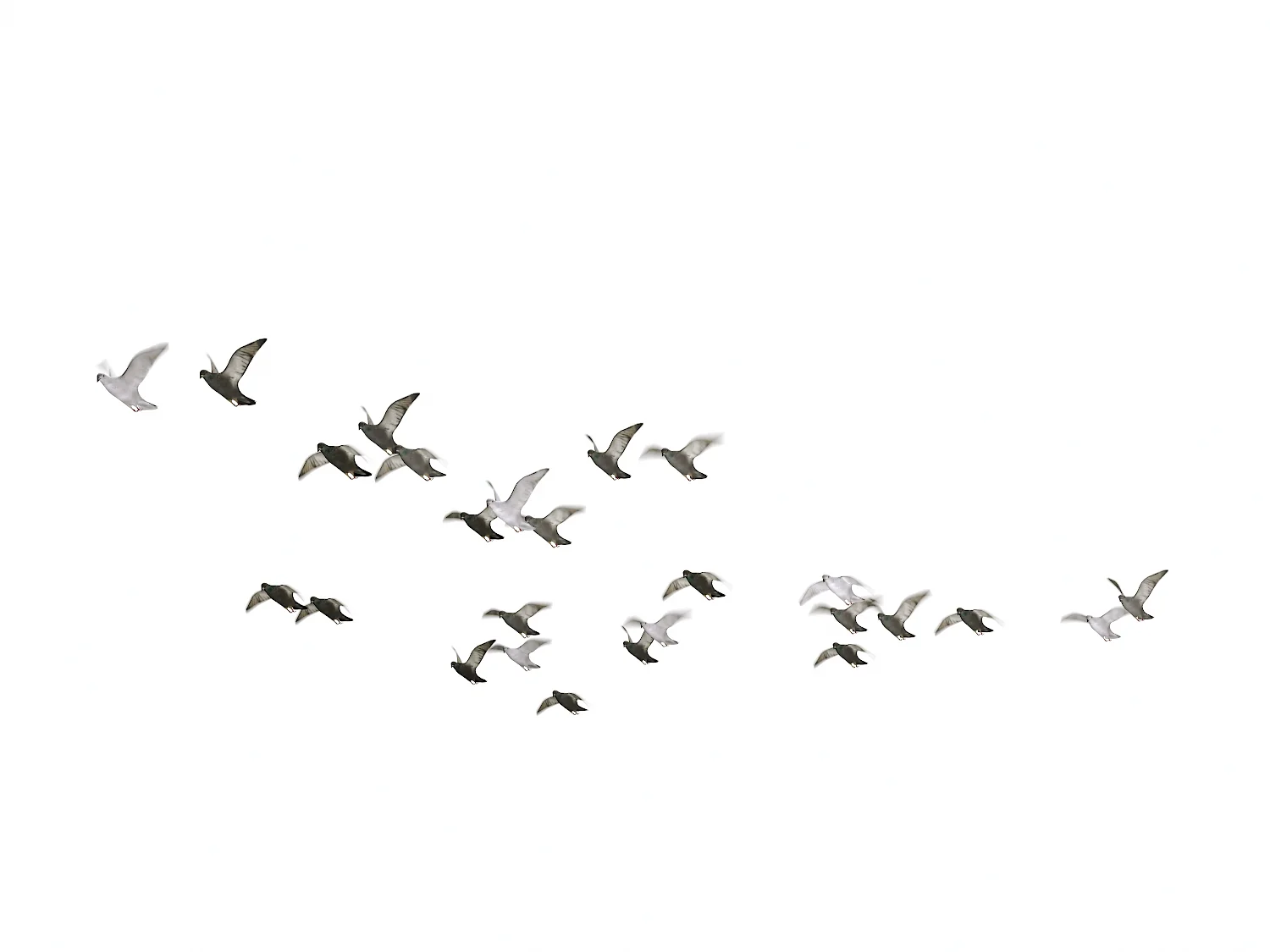 Flying Pigeons Set (Animated) - Image 3