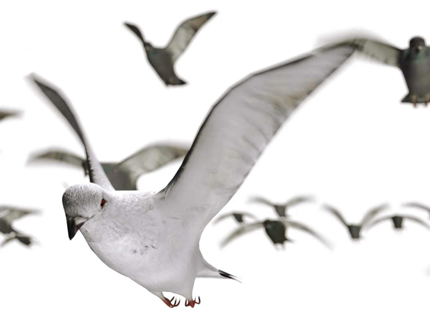 Flying Pigeons Set (Animated) - Image 4