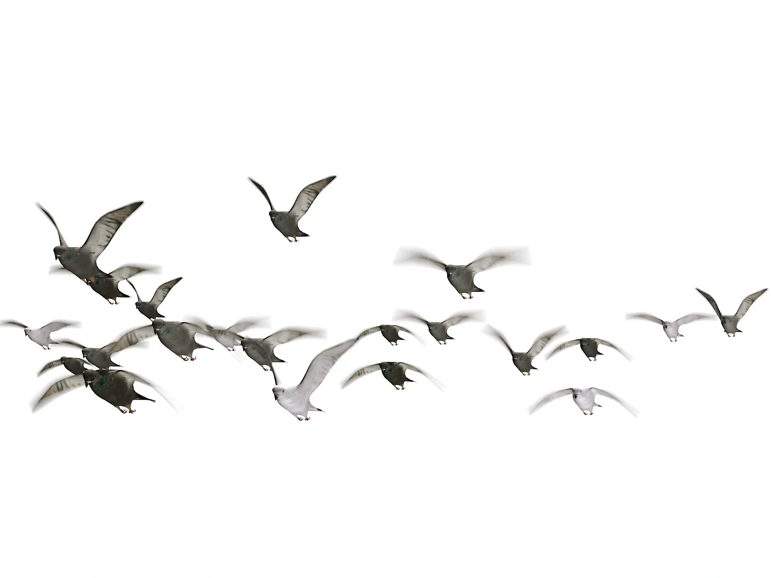 Flying Pigeons Set (Animated) - Image 5