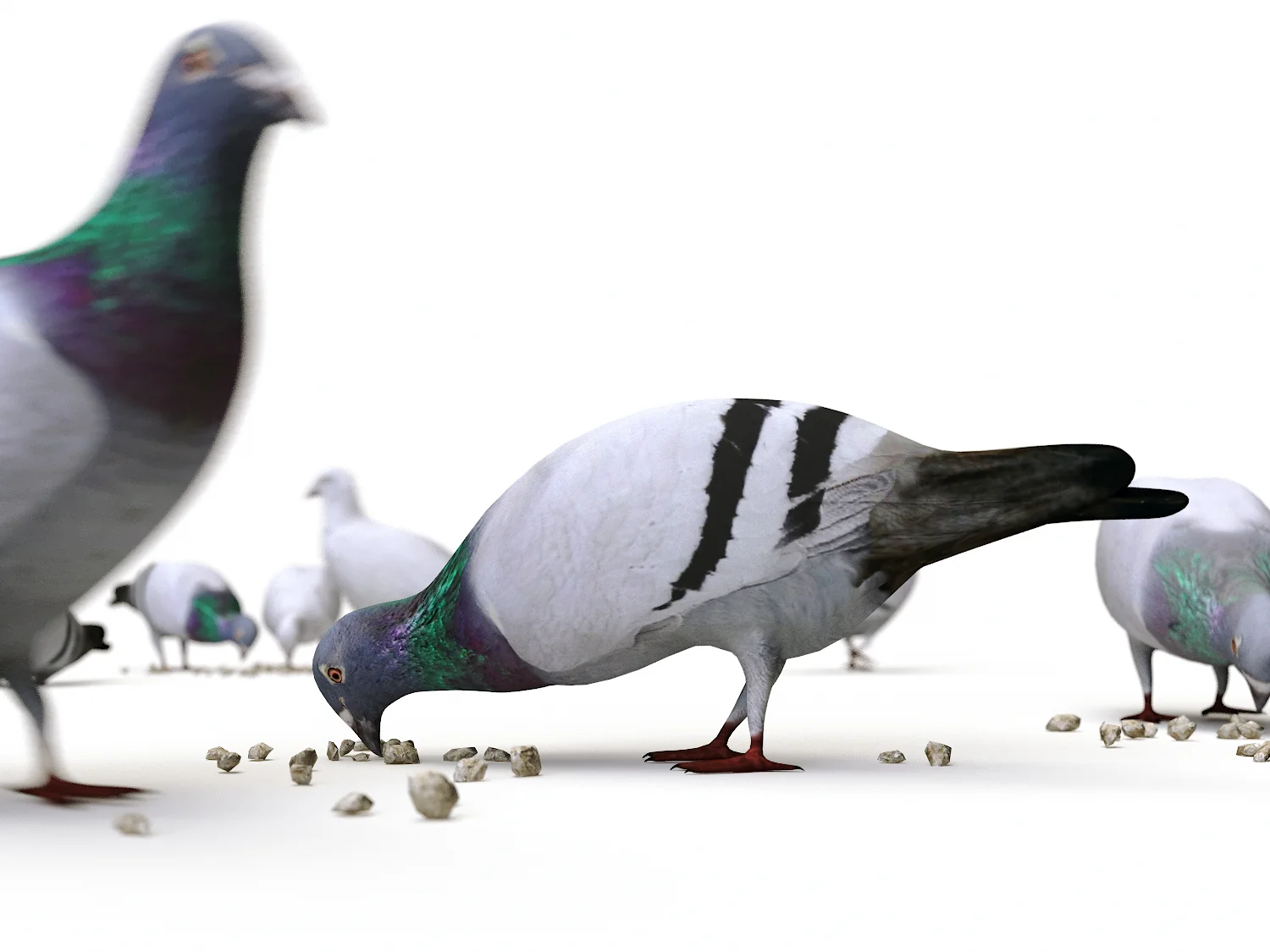 Ground Pigeons Set (Animated) - Image 4