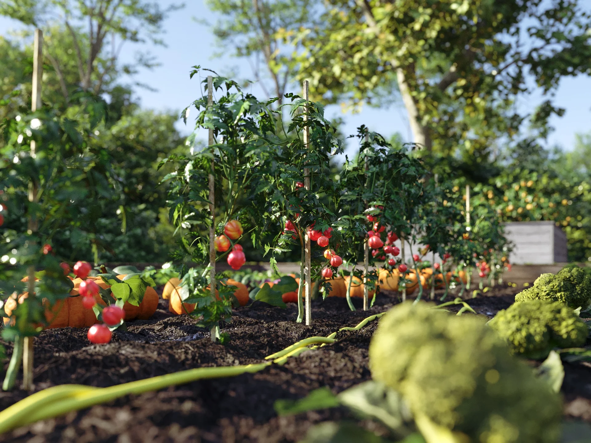 Bio Vegetables Pack