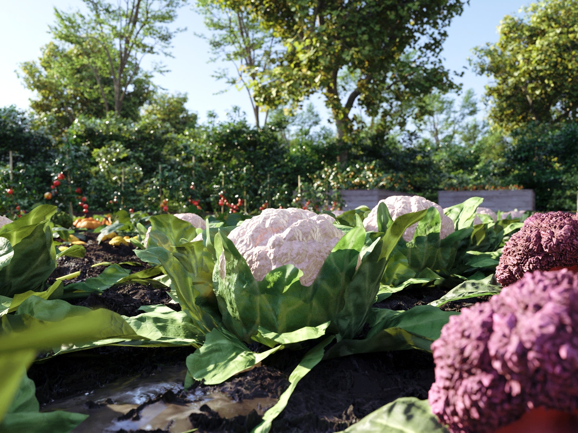 Bio Vegetables Pack - Image 11