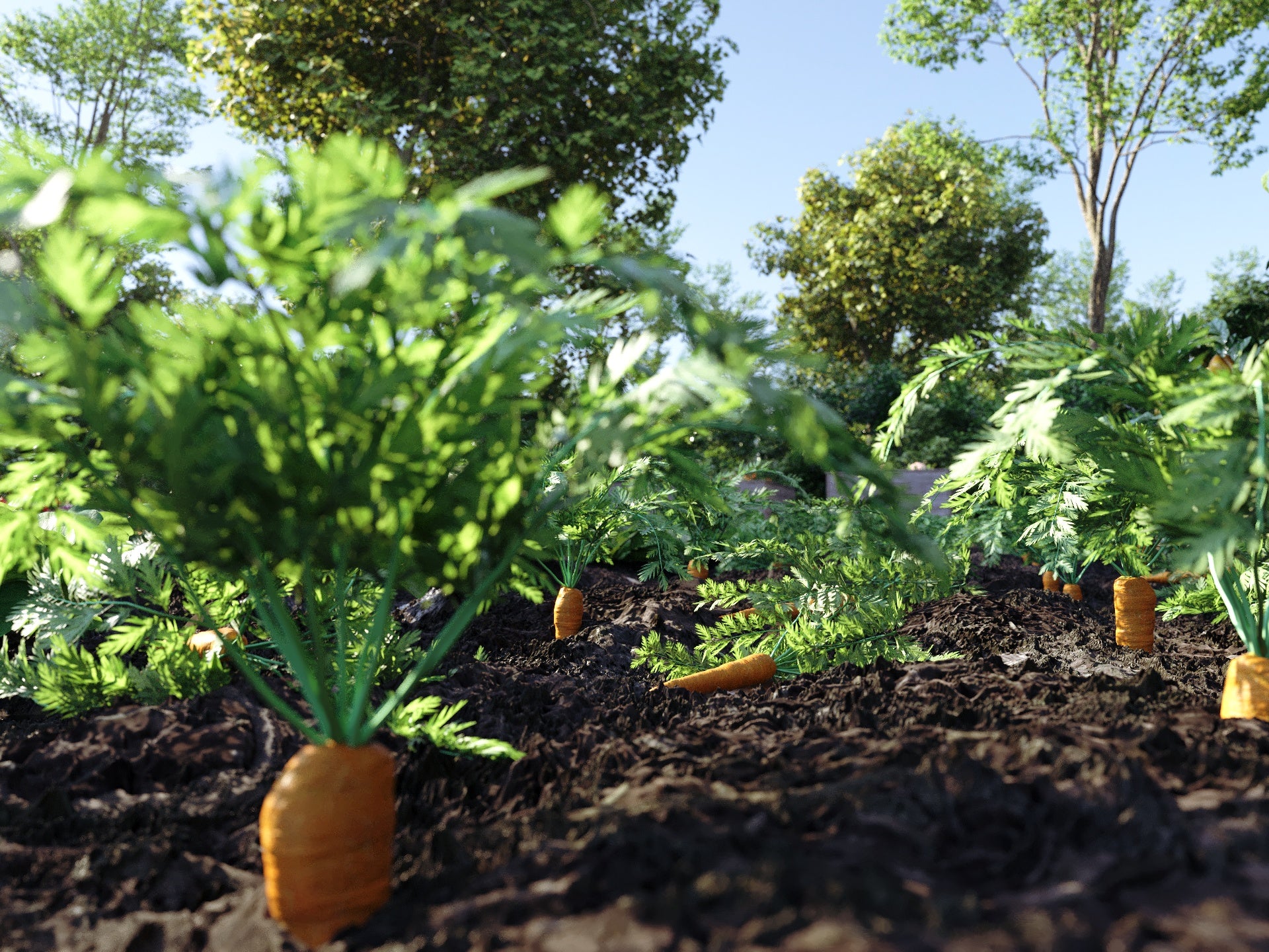 Bio Vegetables Pack - Image 15