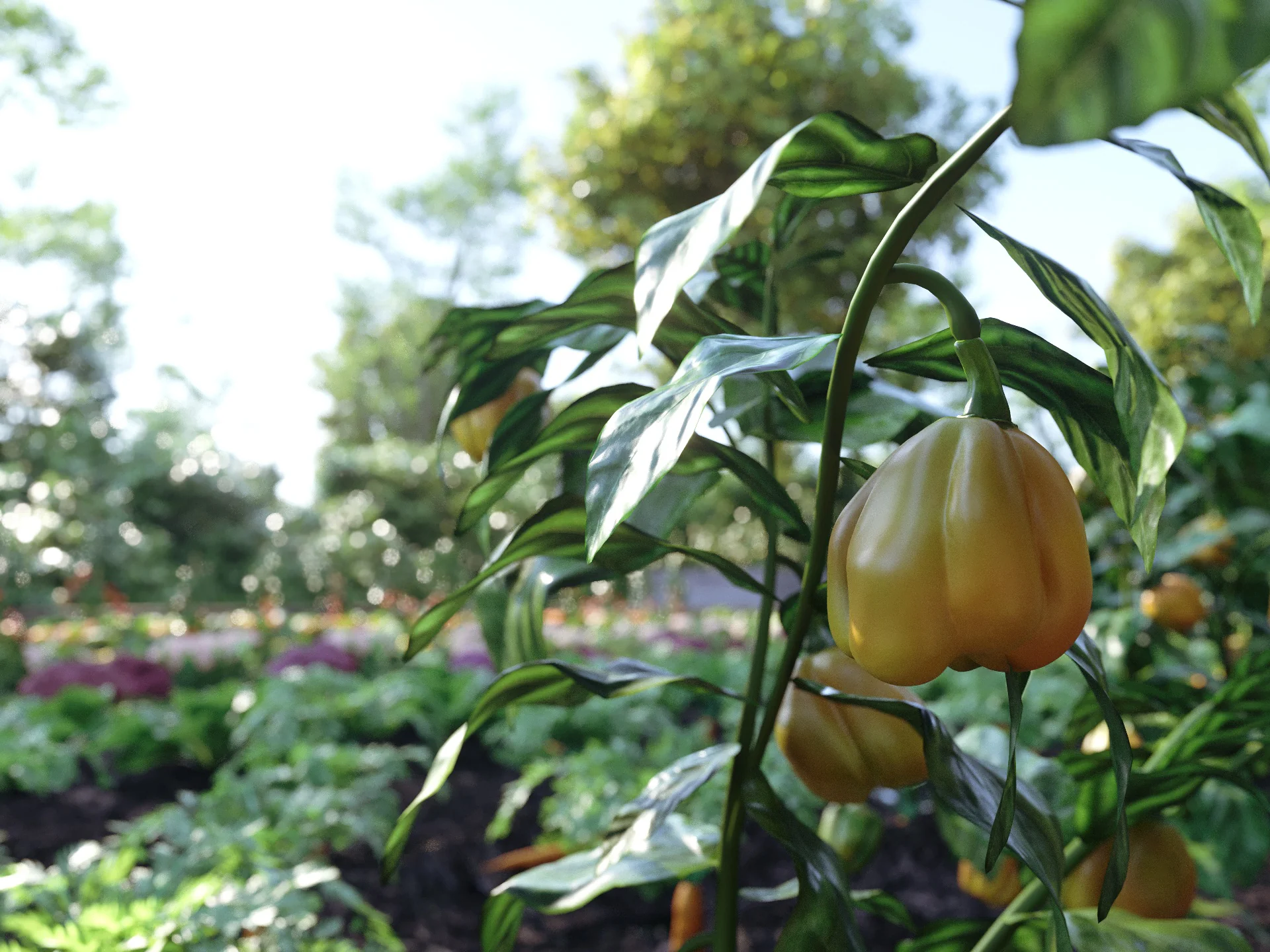 Bio Vegetables Pack - Image 6
