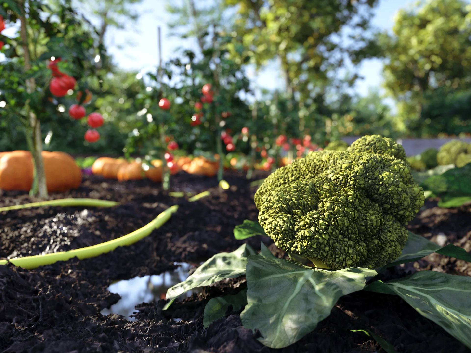 Bio Vegetables Pack - Image 7