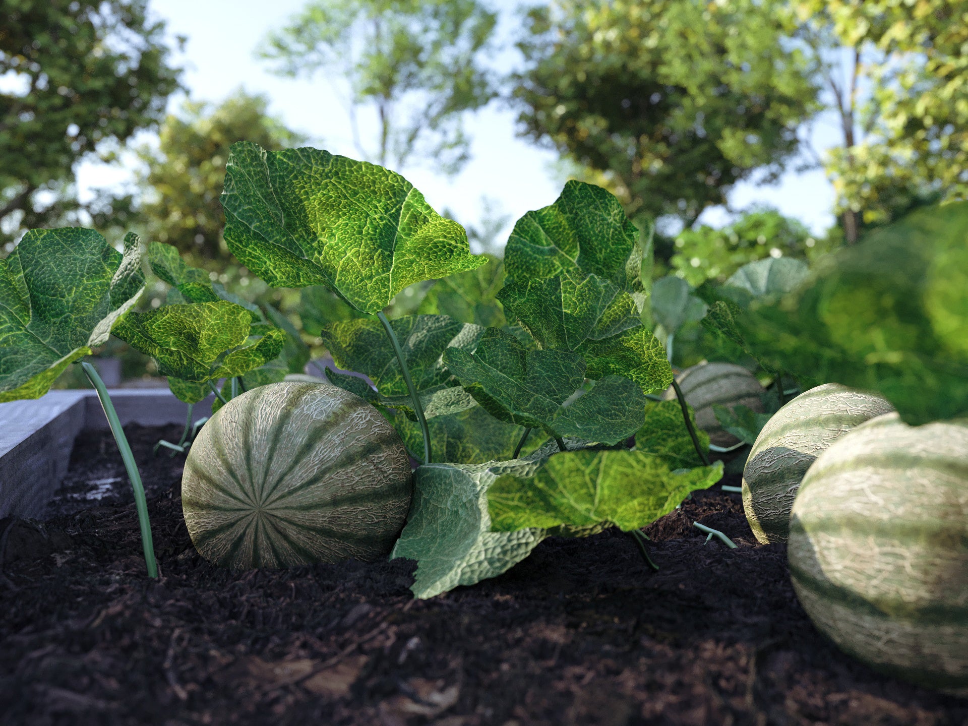 Bio Vegetables Pack - Image 8