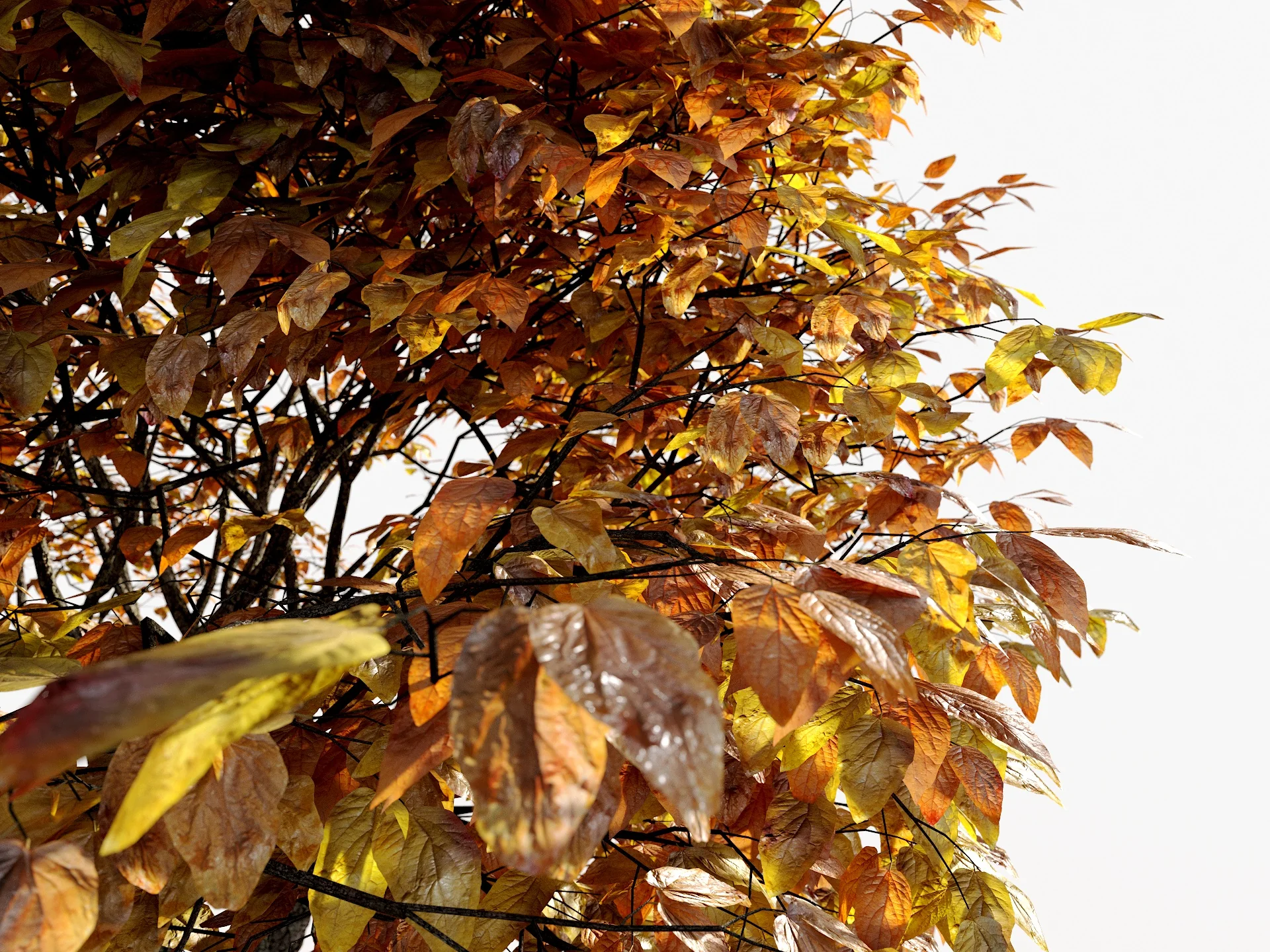 Broadleaf 4 Seasons - Image 7