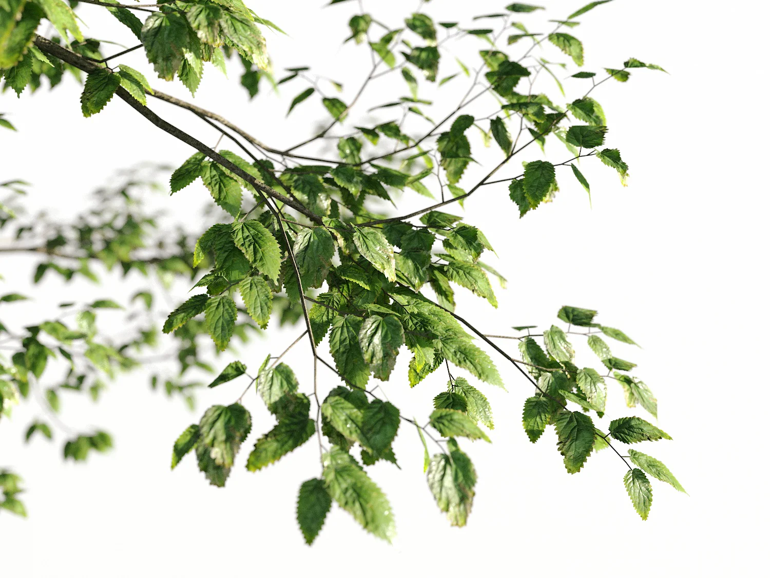 Broadleaf Tree Set - Image 3