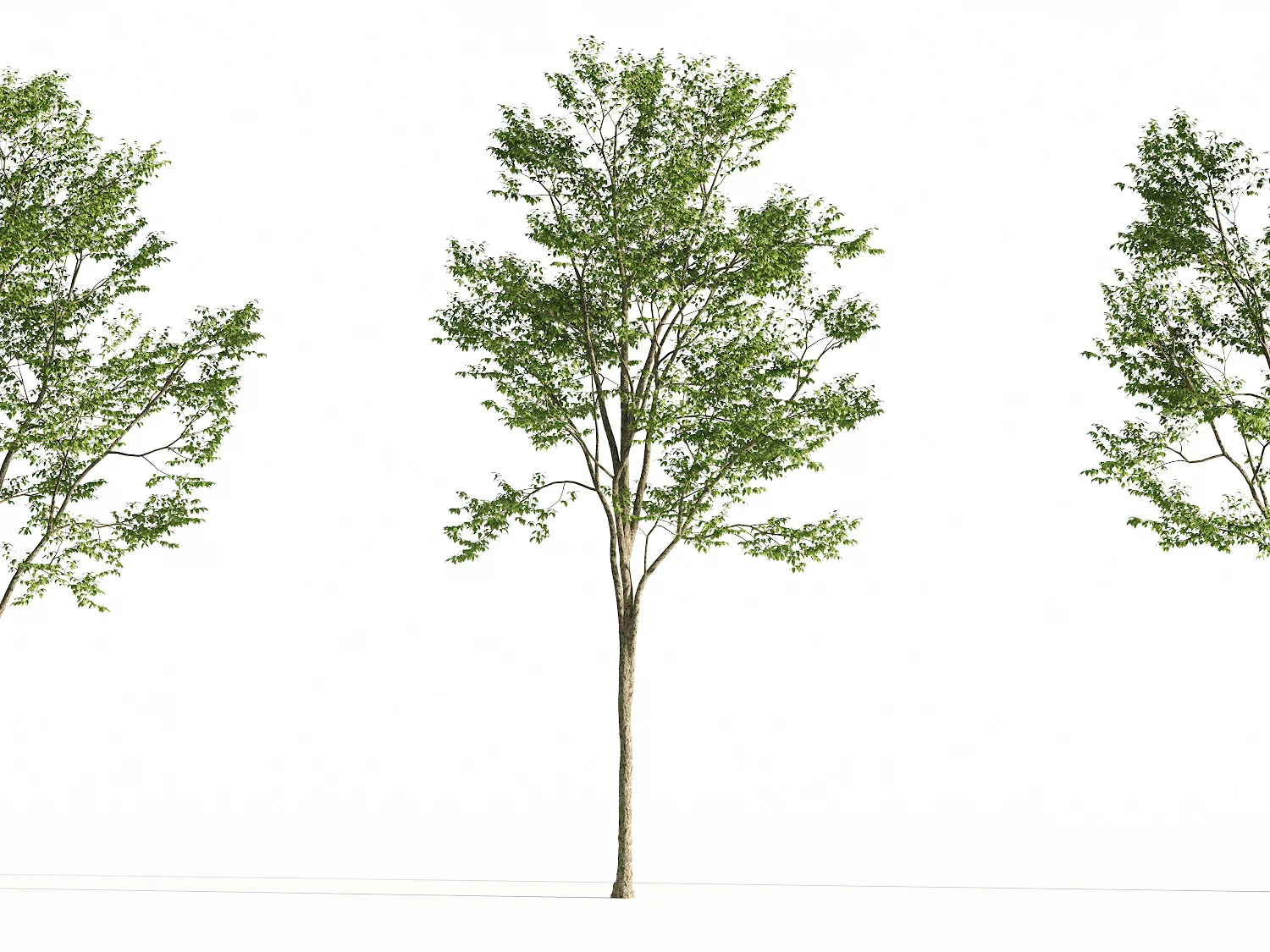 Broadleaf Tree Set - Image 4