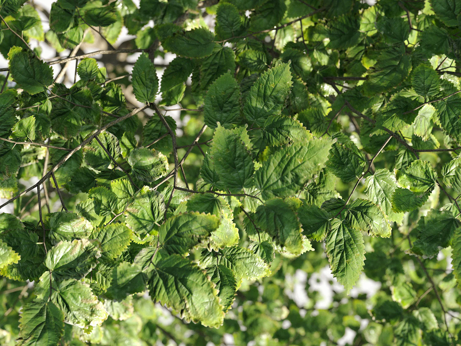 Broadleaf Tree Set - Image 5