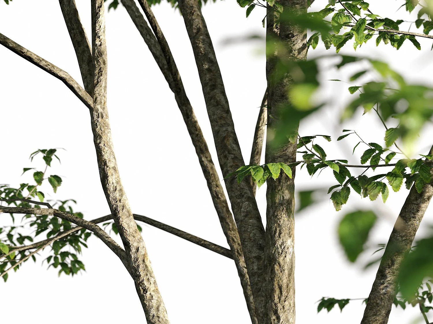 Broadleaf Tree Set - Image 6