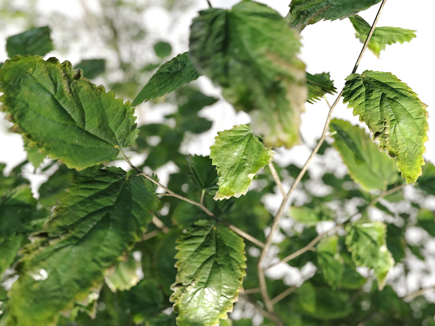 Broadleaf Tree Set - Image 7