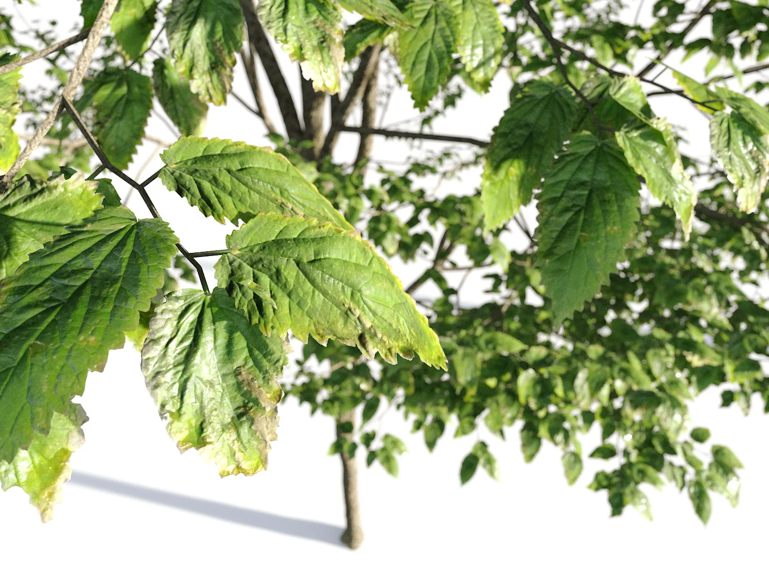 Broadleaf Tree Set - Image 8
