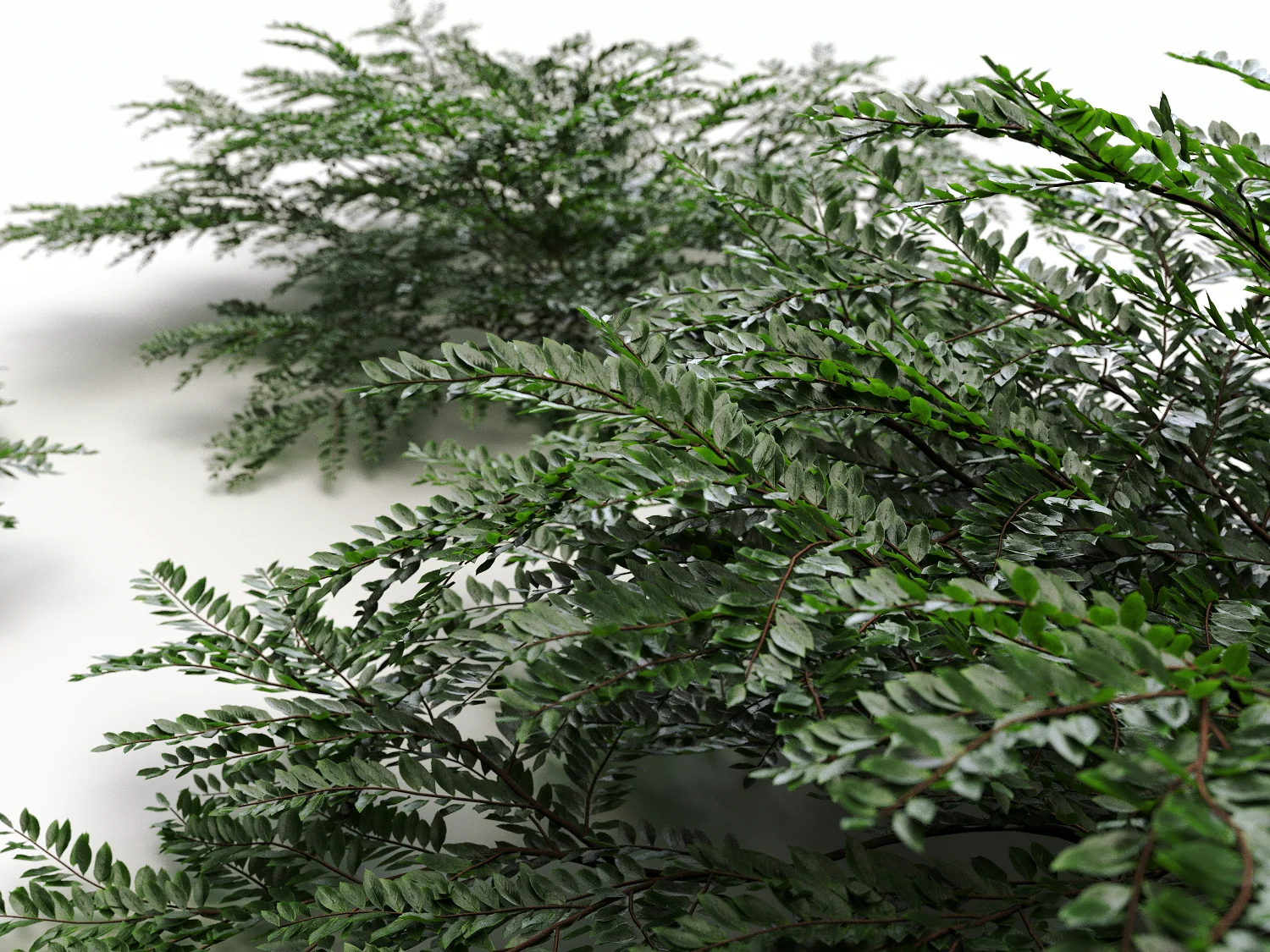 Bush 013 - Image 2