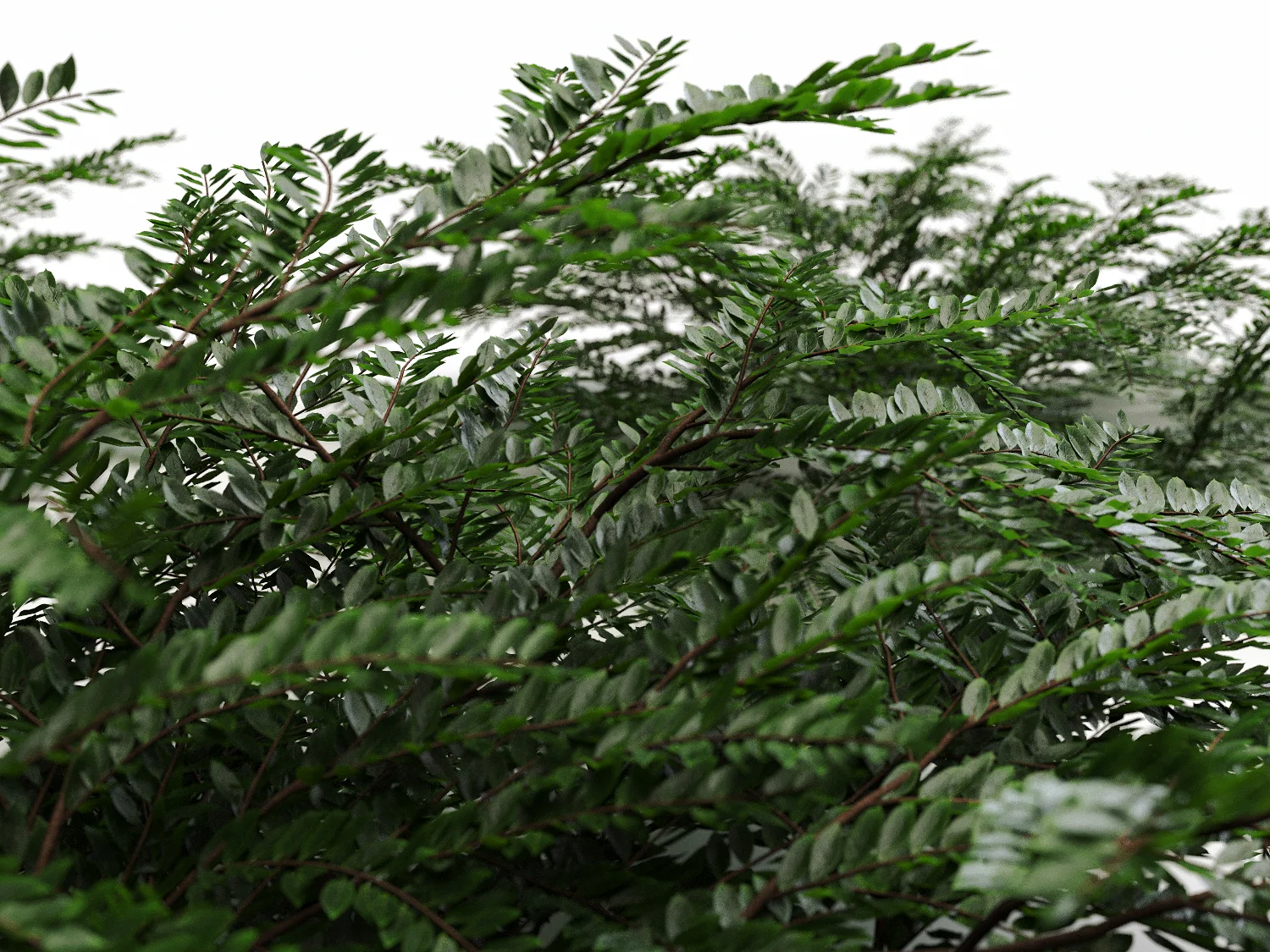 Bush 013 - Image 3