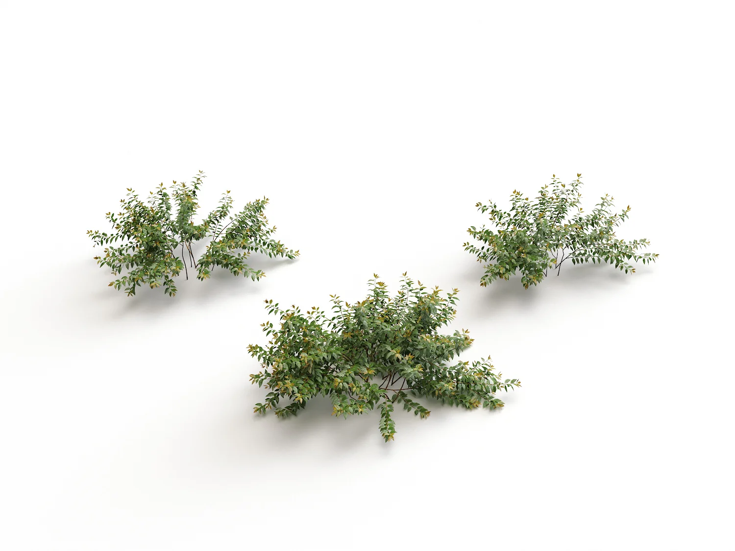 Bush Set 03