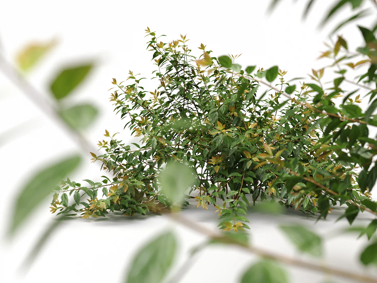 Bush Set 03 - Image 4