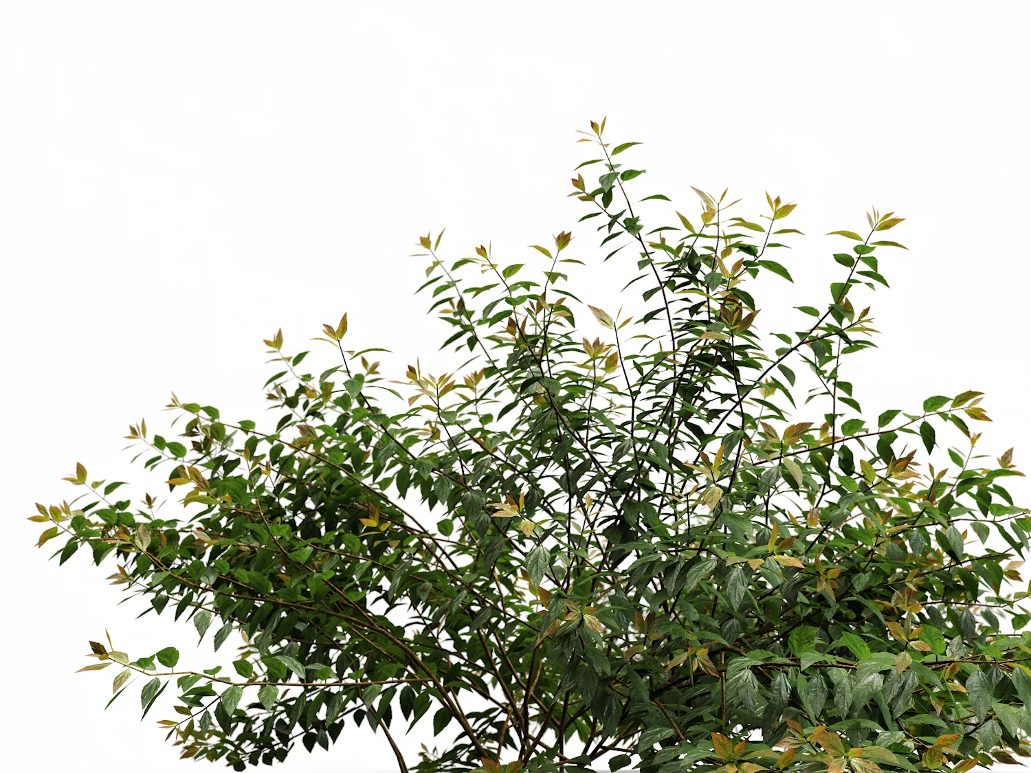 Bush Set 03 - Image 5