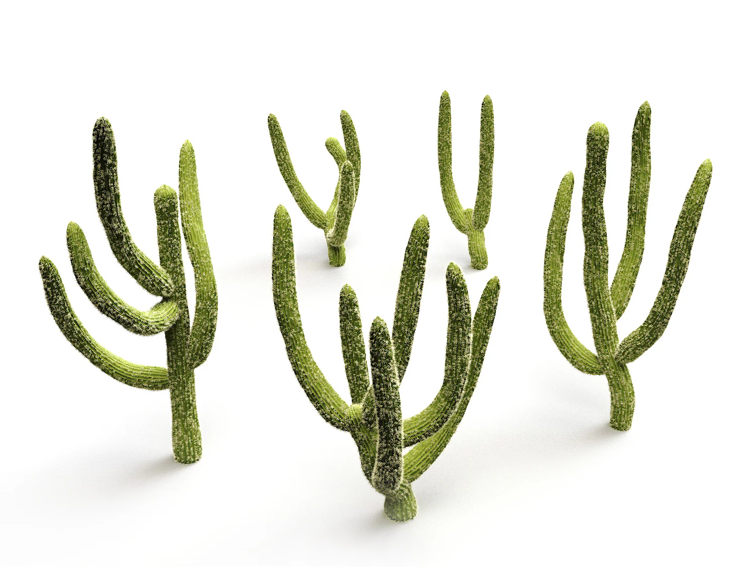 Cactus set