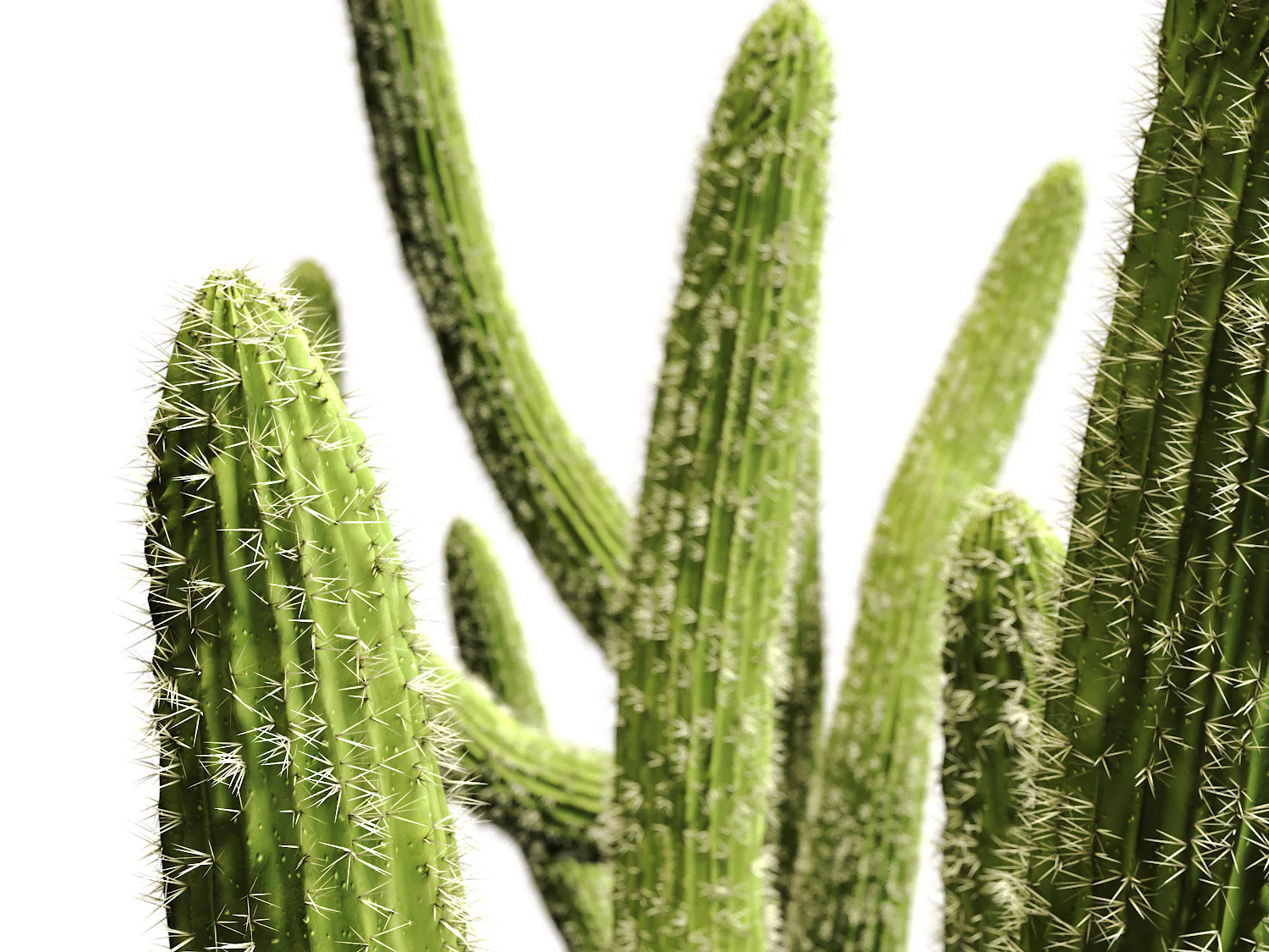 Cactus set - Image 2