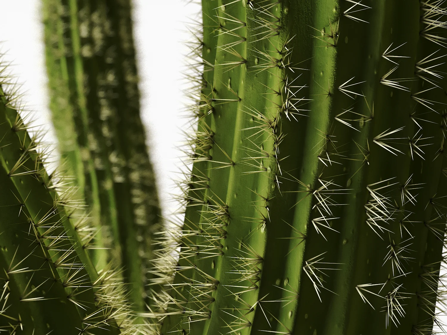 Cactus set - Image 3