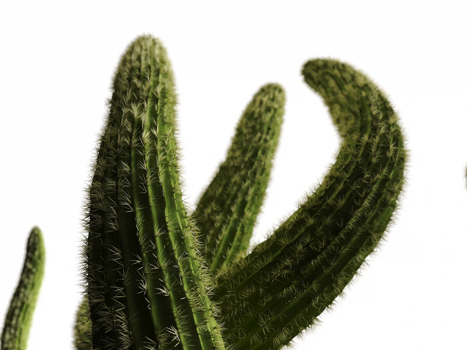 Cactus set - Image 4
