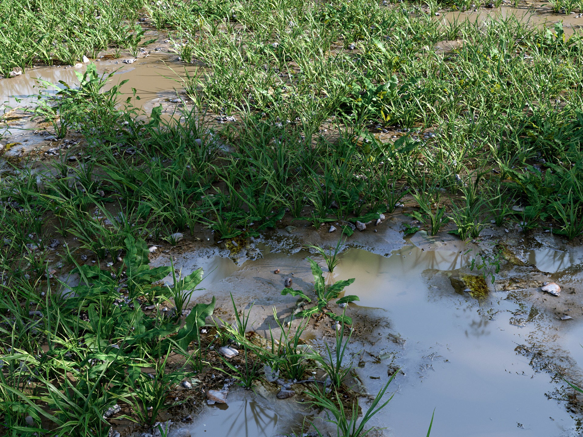 Cajuns Grass Pack - Image 3