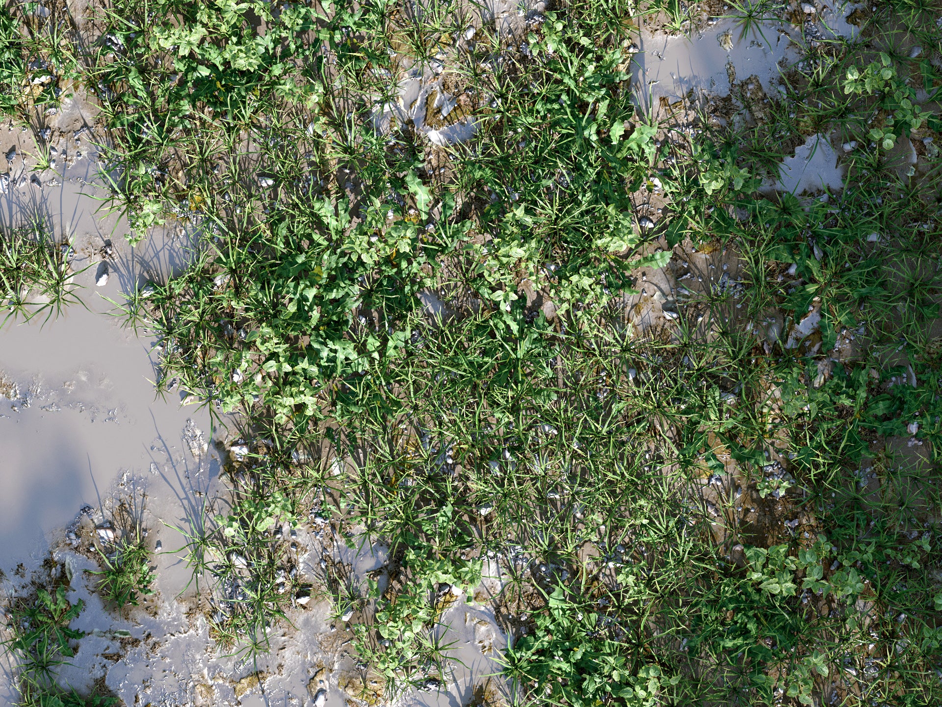 Cajuns Grass Pack - Image 4