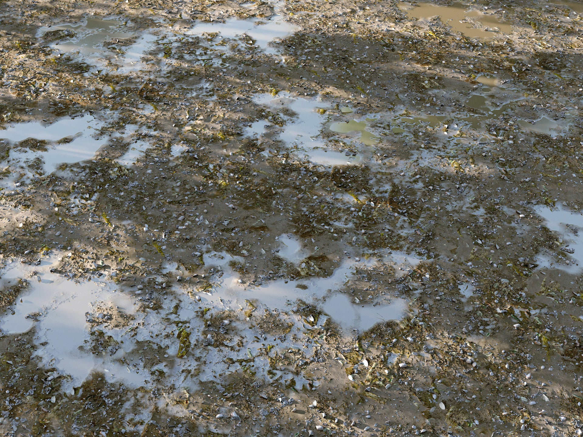 Cajuns Grass Pack - Image 5