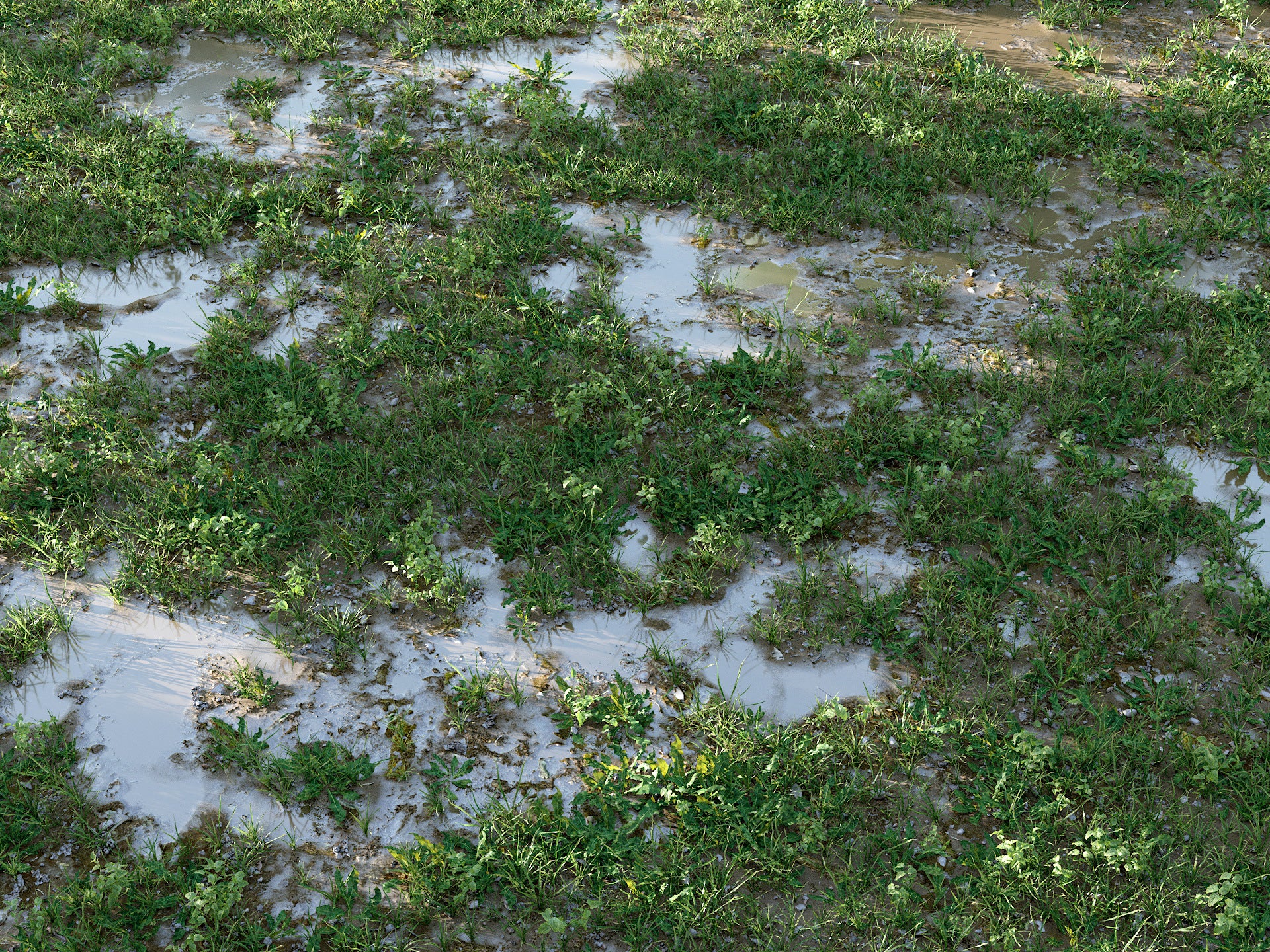 Cajuns Grass Pack - Image 6