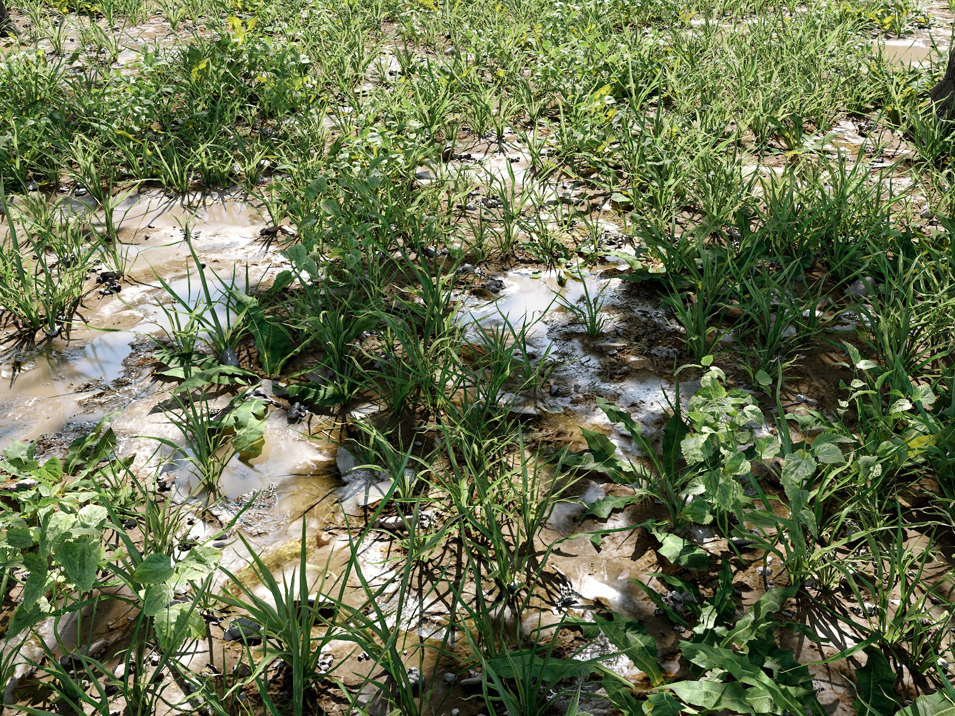Cajuns Grass Pack - Image 7
