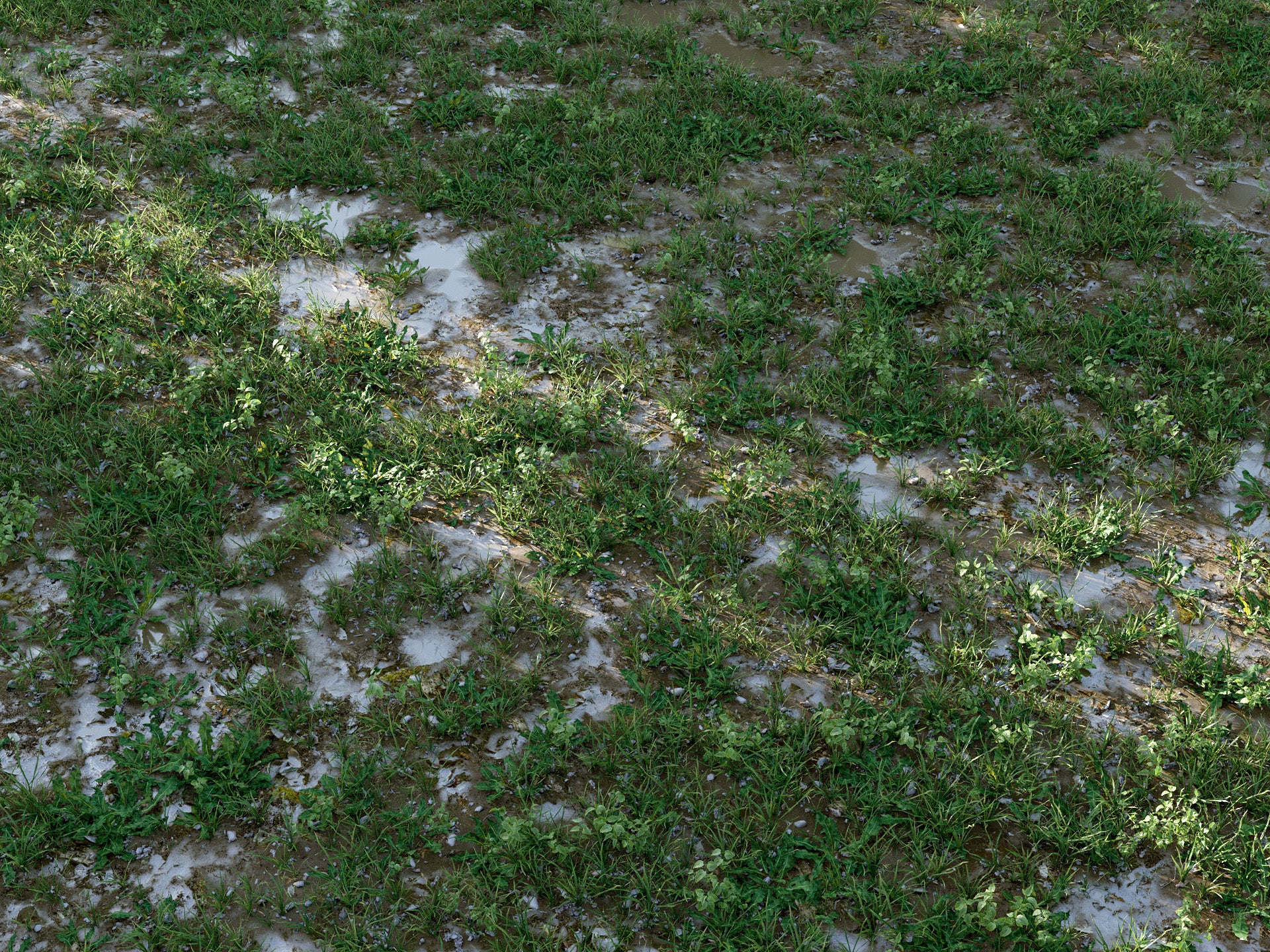 Cajuns Grass Pack - Image 8