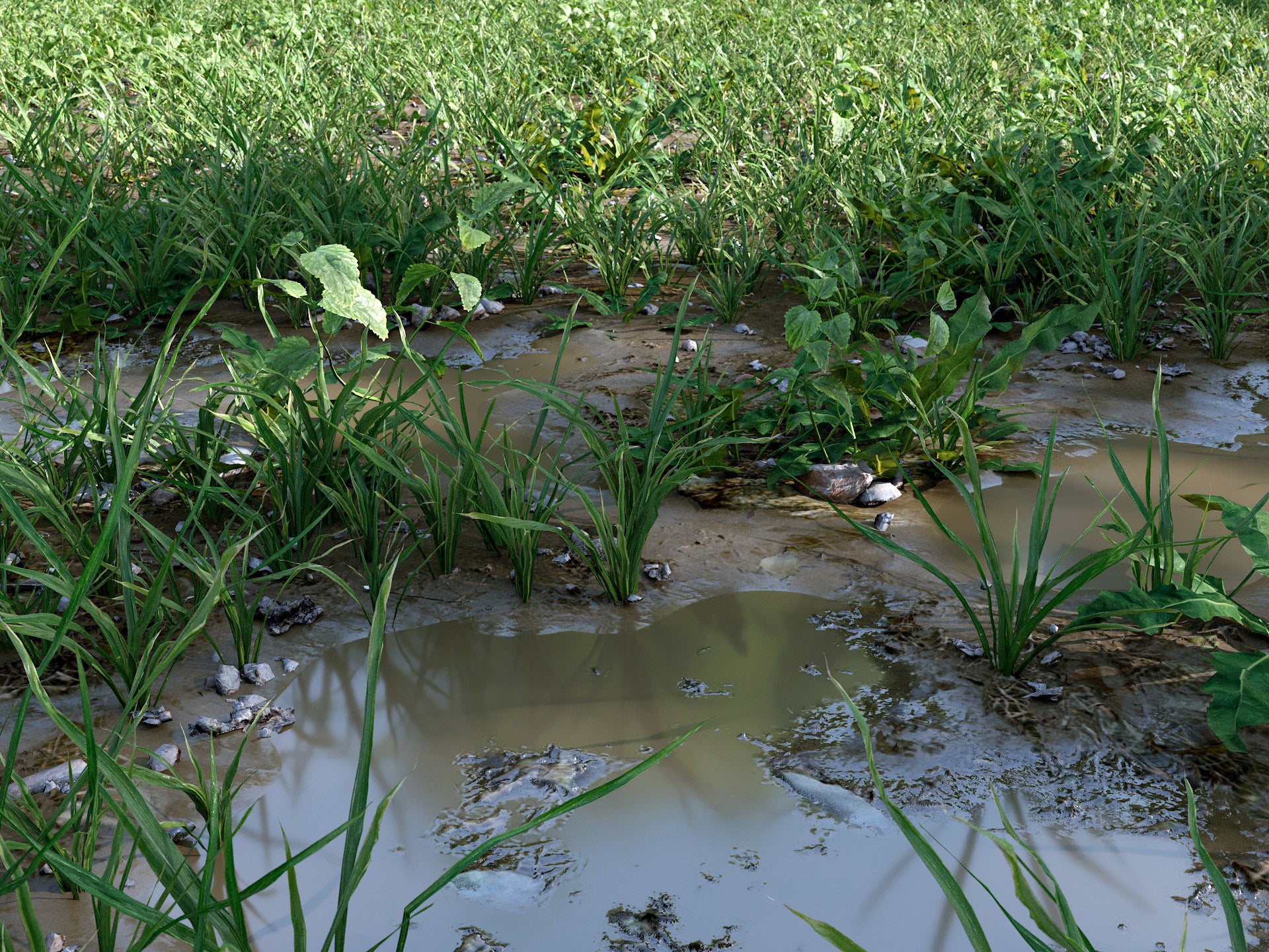 Cajuns Grass Pack - Image 9