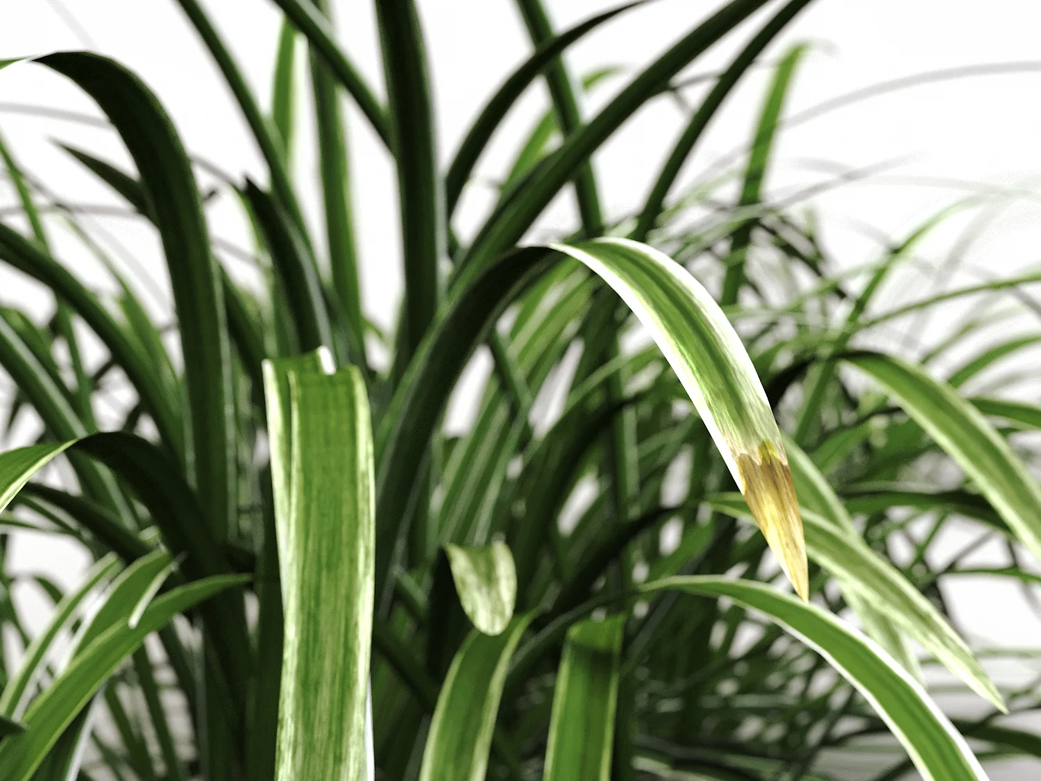 Carex Set - Image 2