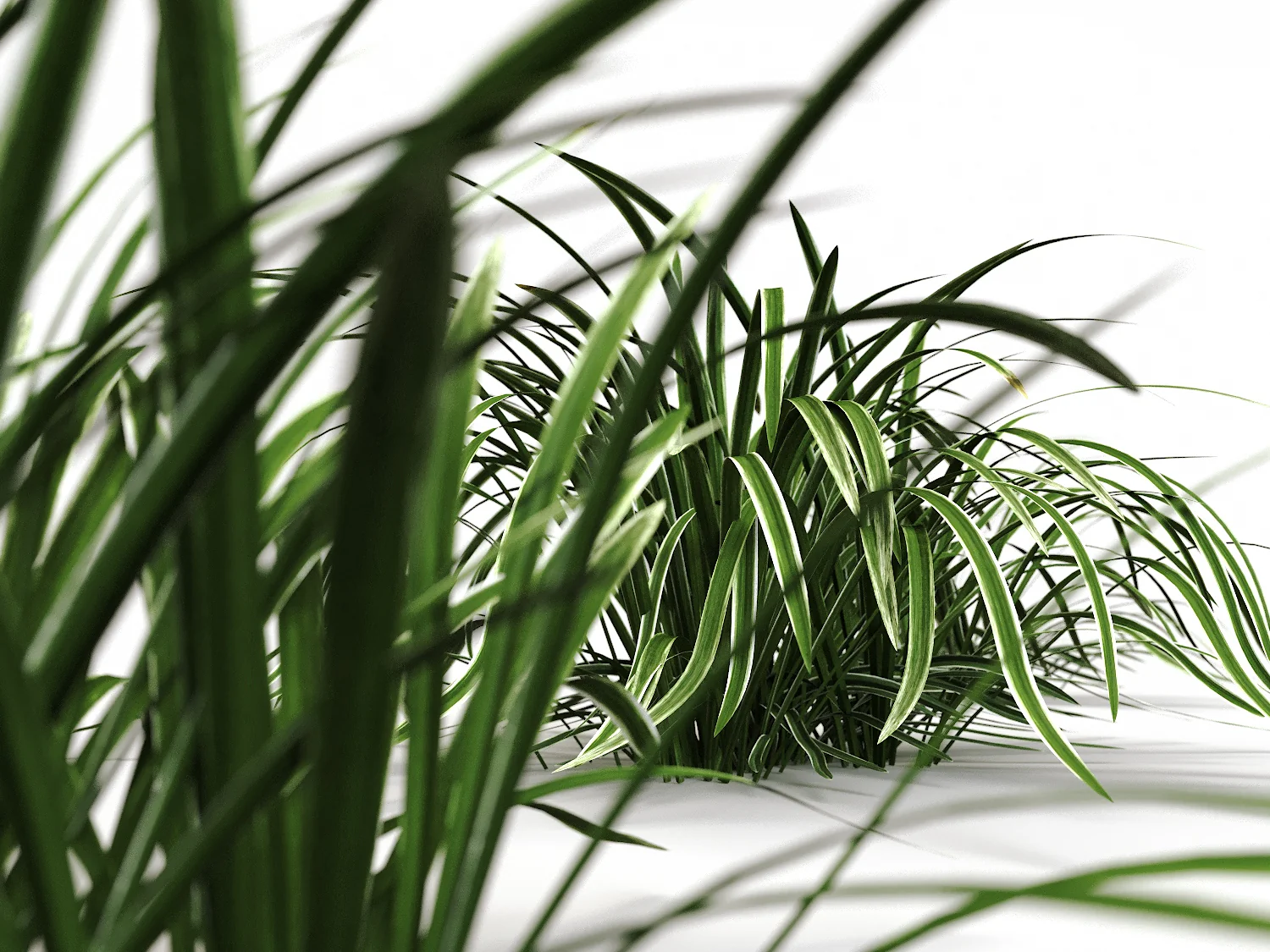 Carex Set - Image 3