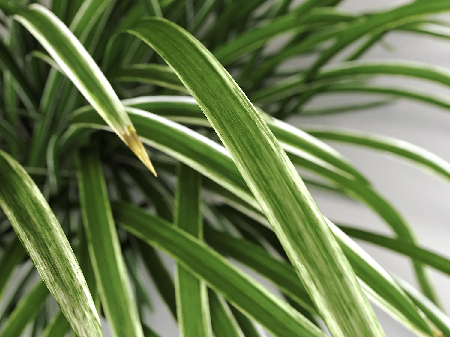 Carex Set - Image 4