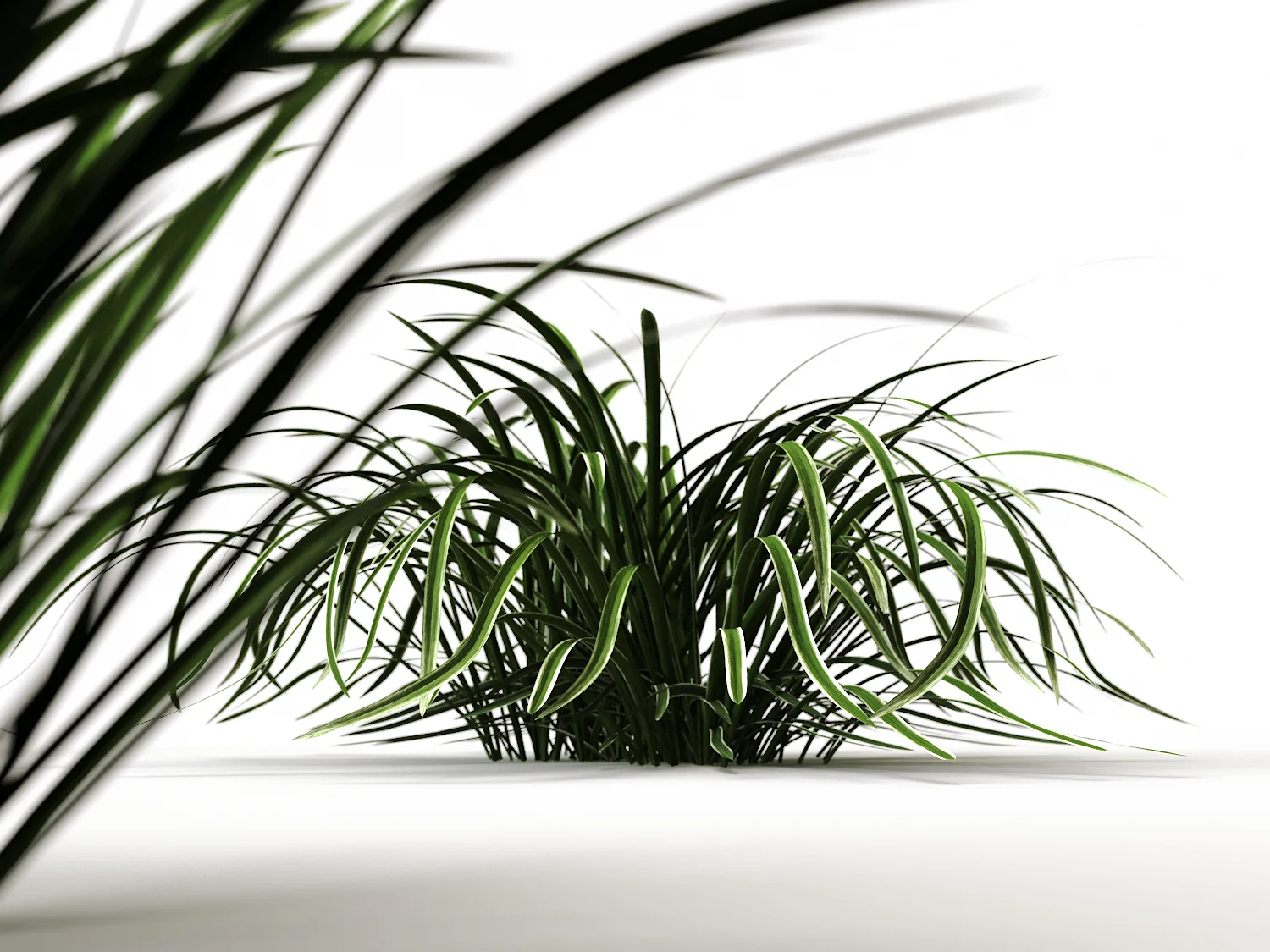 Carex Set - Image 5