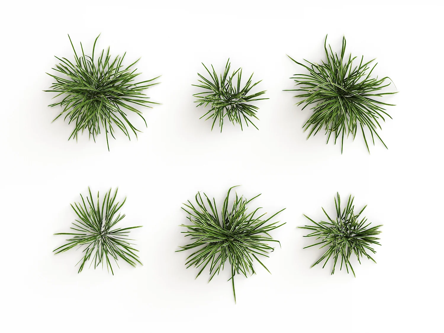 Carex Set - Image 6