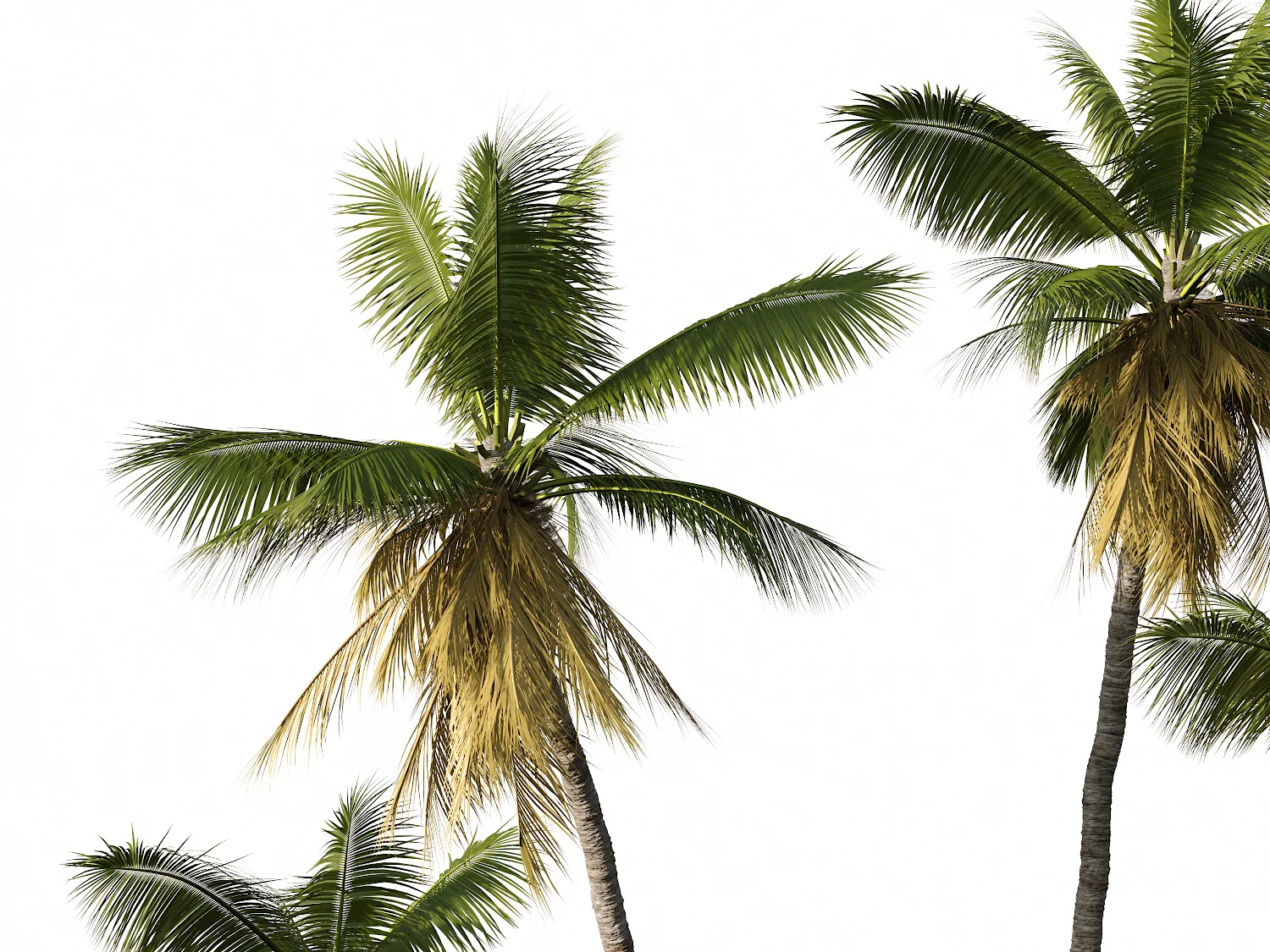 Coconut Tree Set - Image 4
