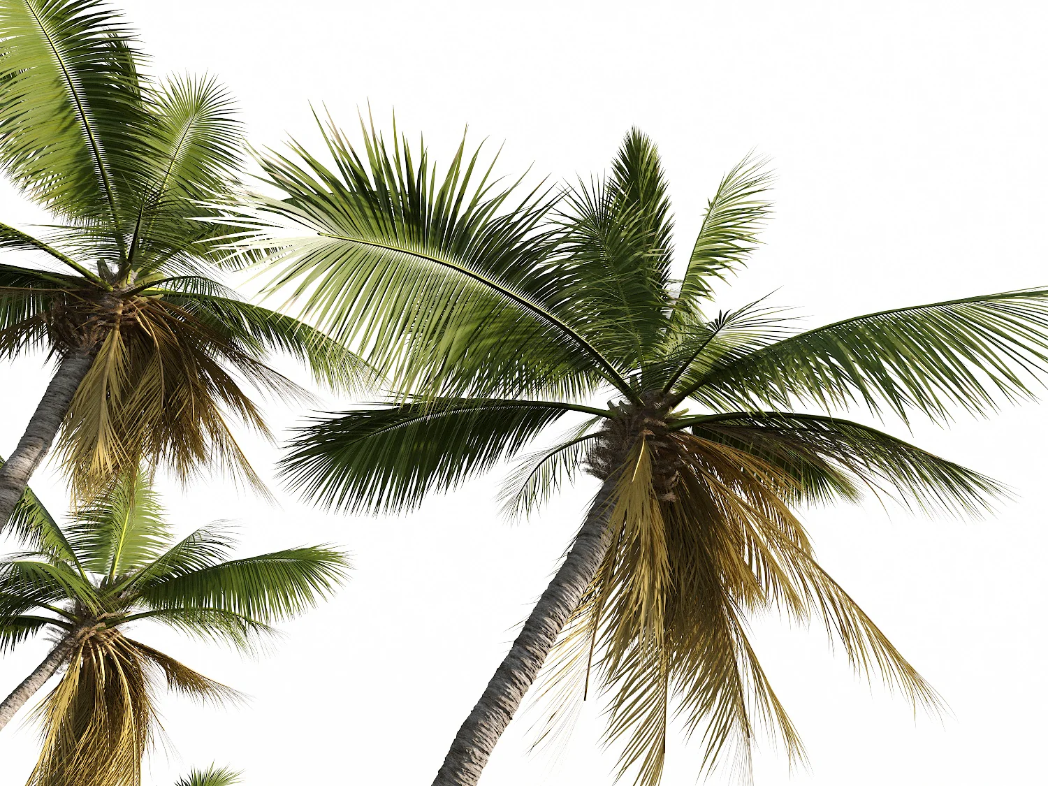 Coconut Tree Set - Image 7