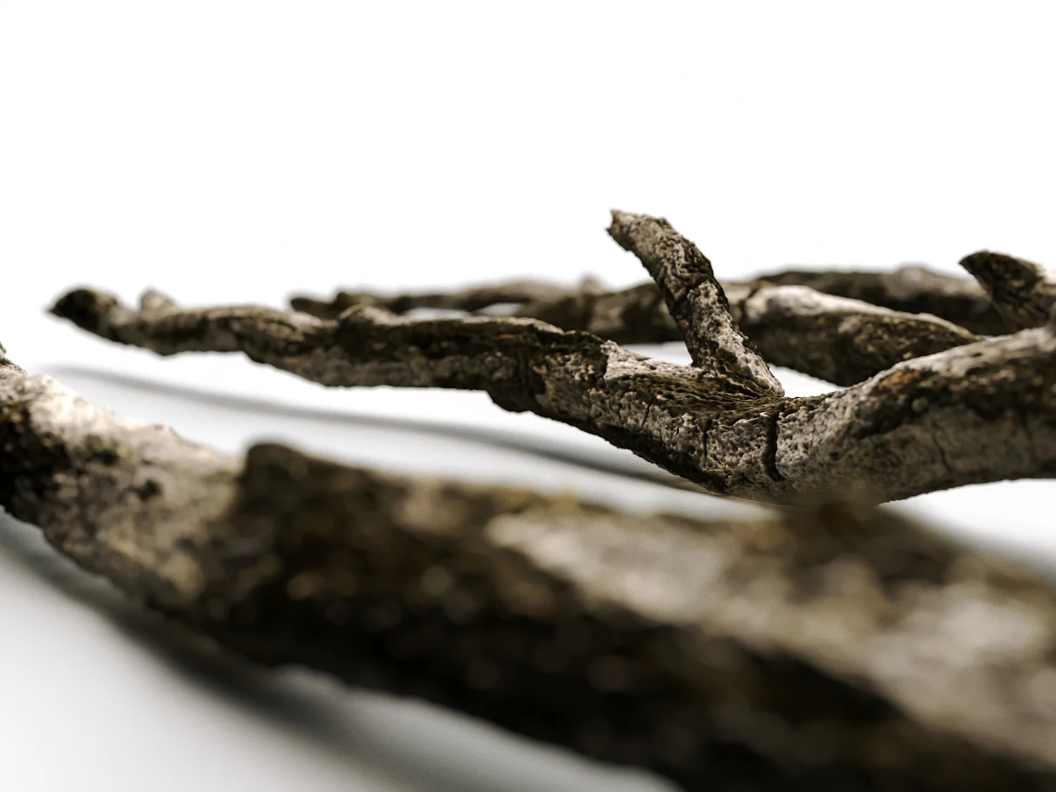 Branches Set 04 - Image 4