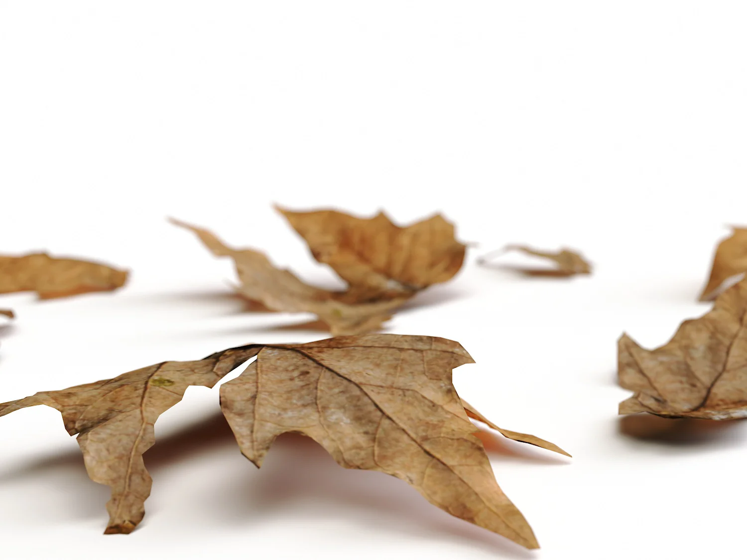 Dead Leaves Set 01 - Image 3