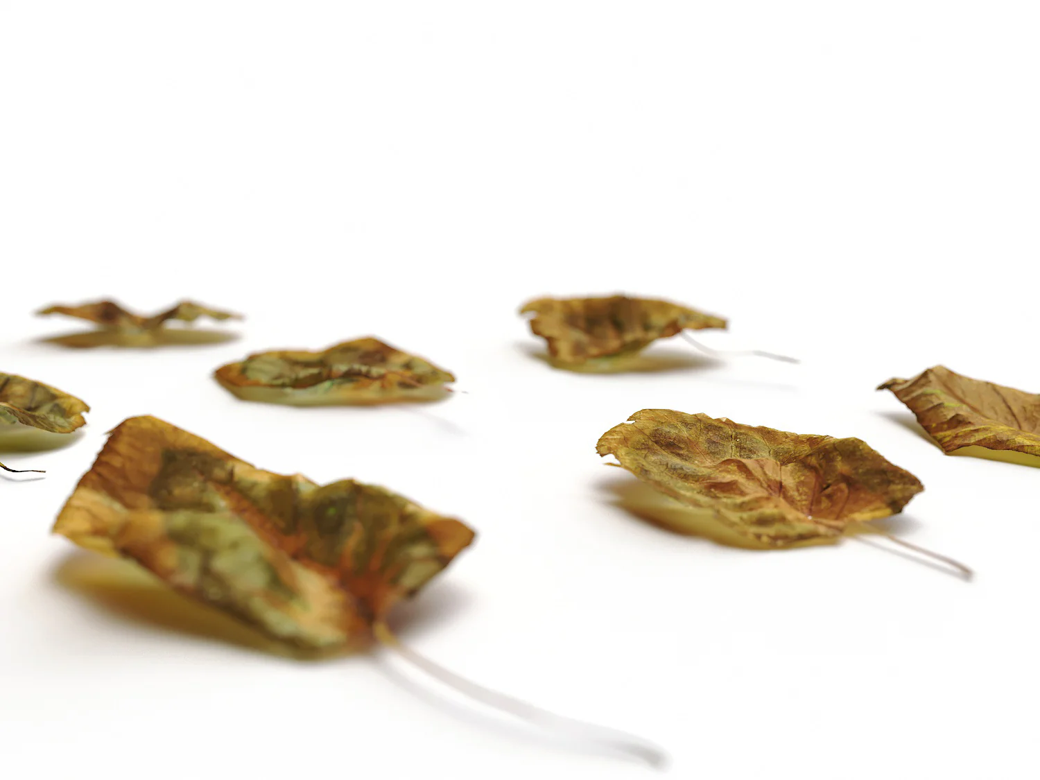 Dead Leaves Set 04 - Image 5