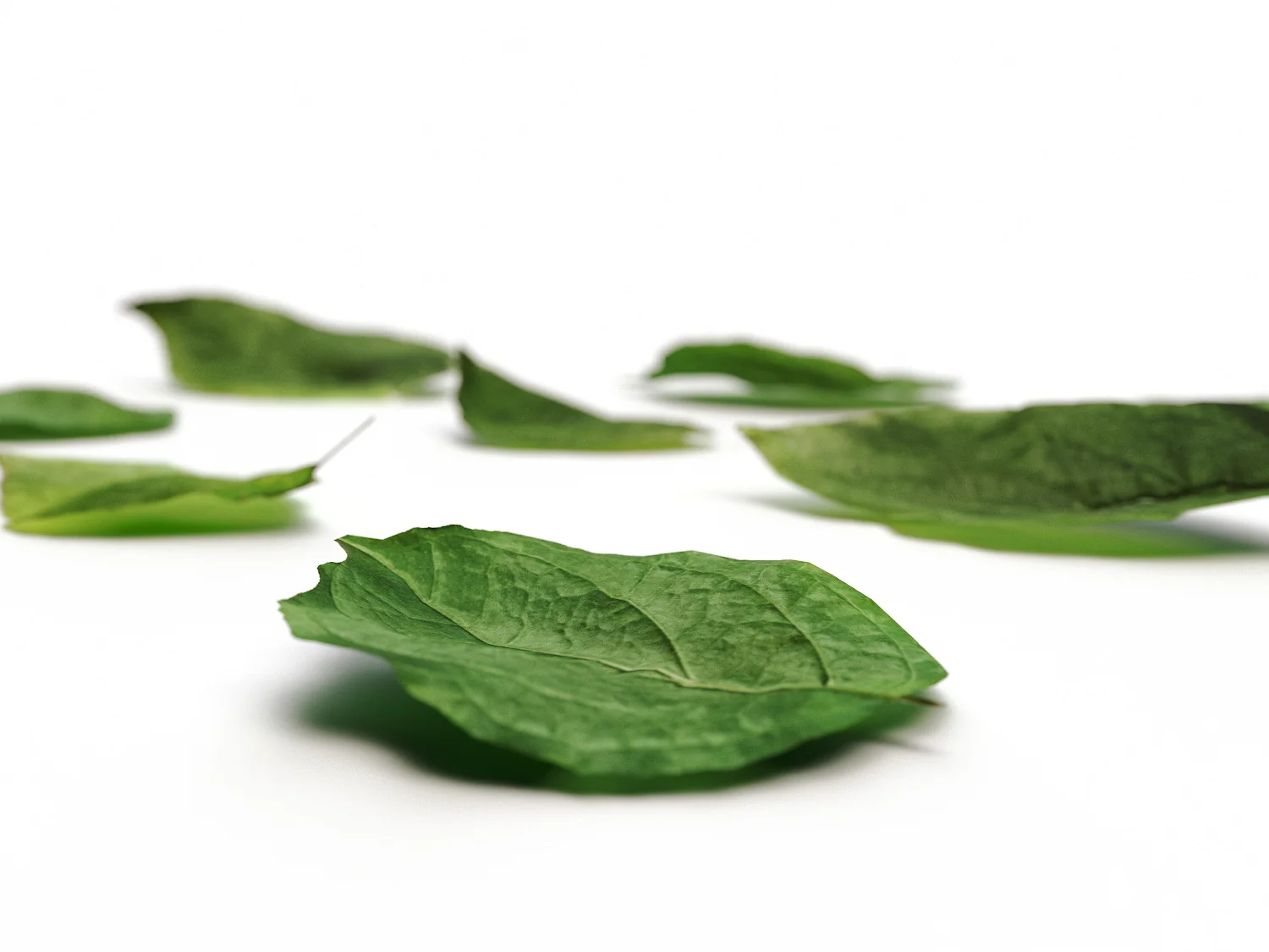 Leaves Set 01 - Image 3