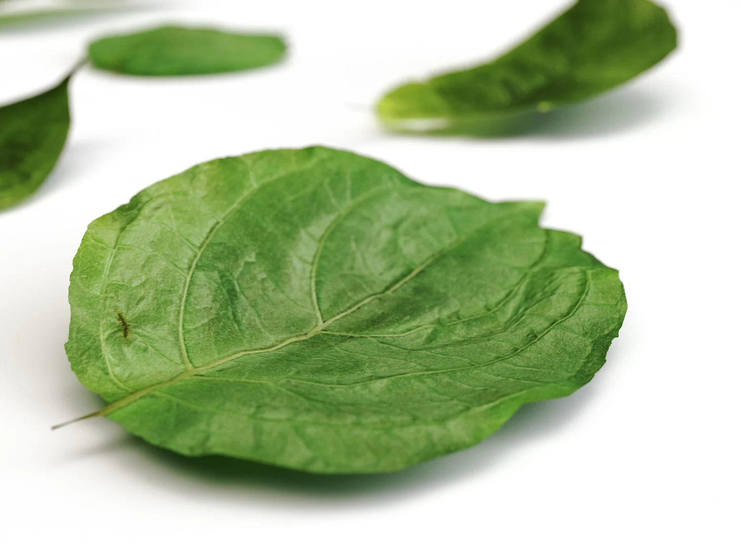 Leaves Set 01 - Image 4