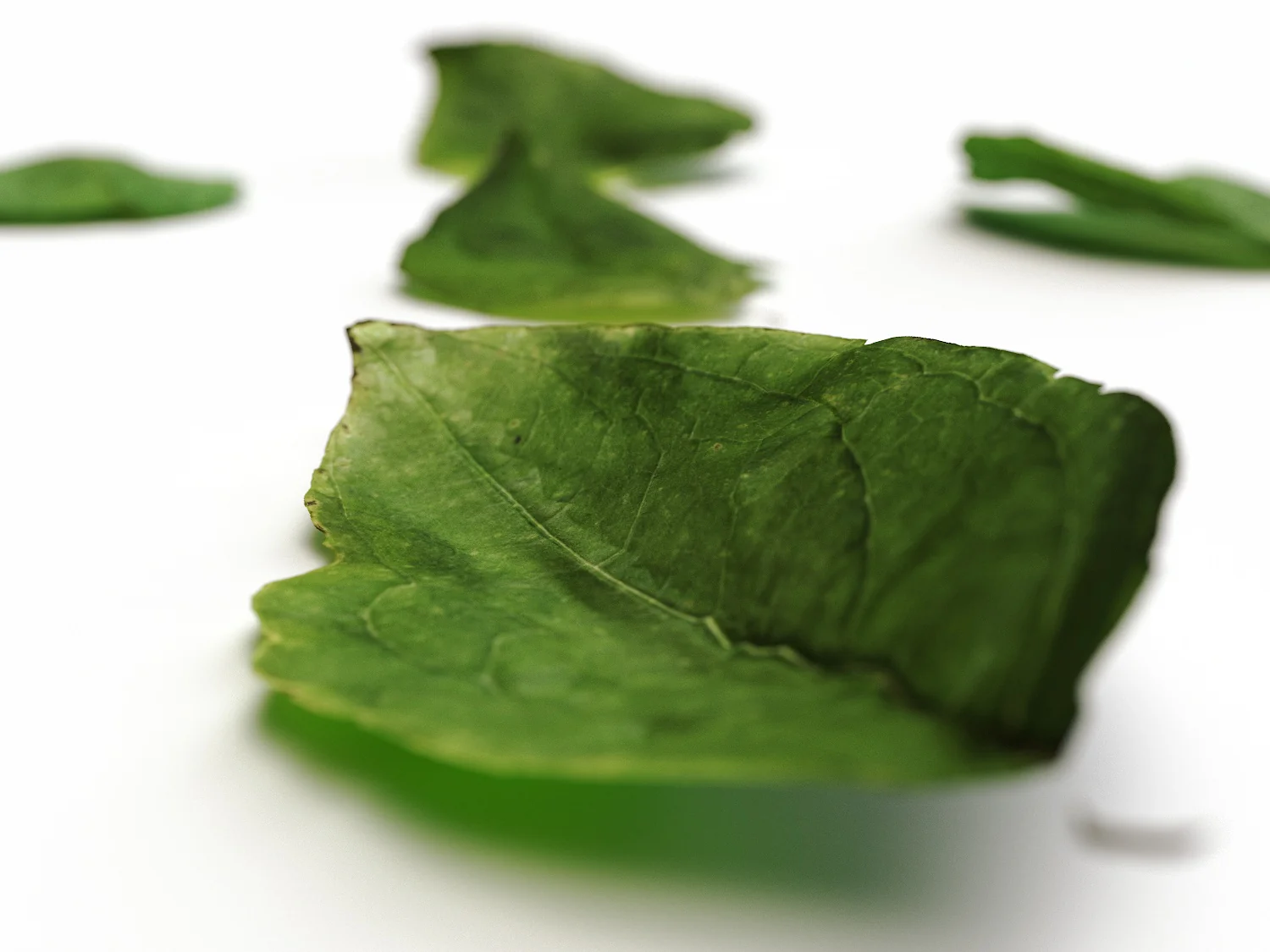 Leaves Set 01 - Image 5