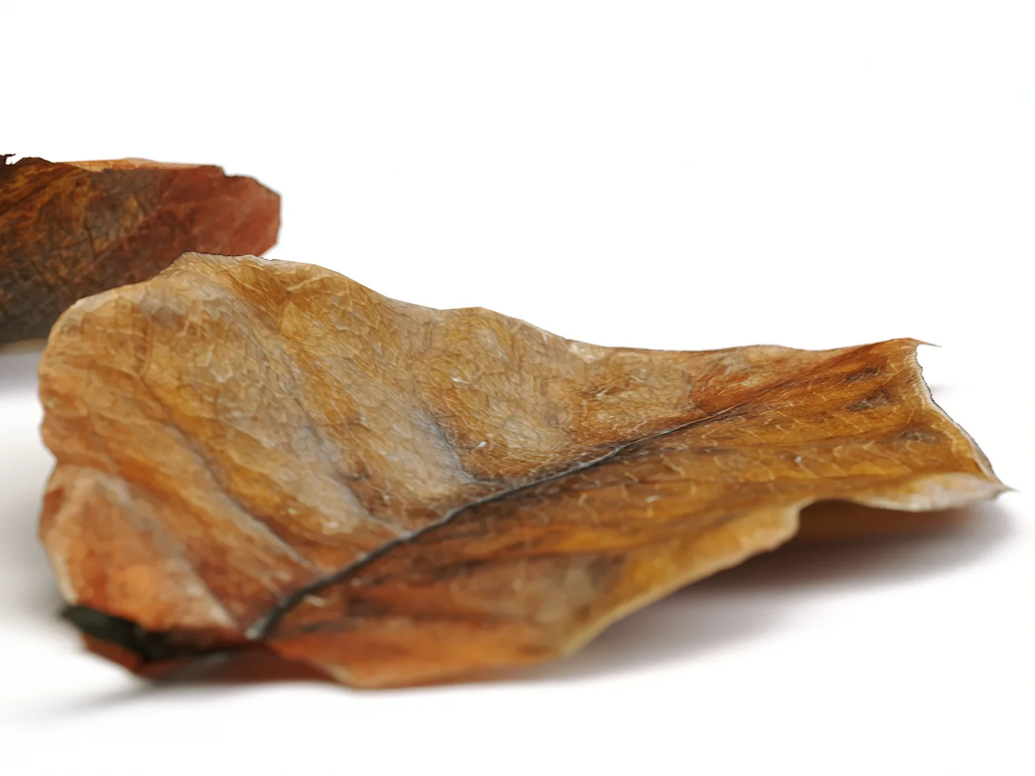 Dead Leaves Set 02 - Image 3